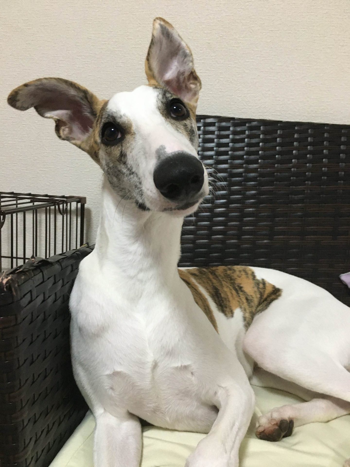 デニッシュ 