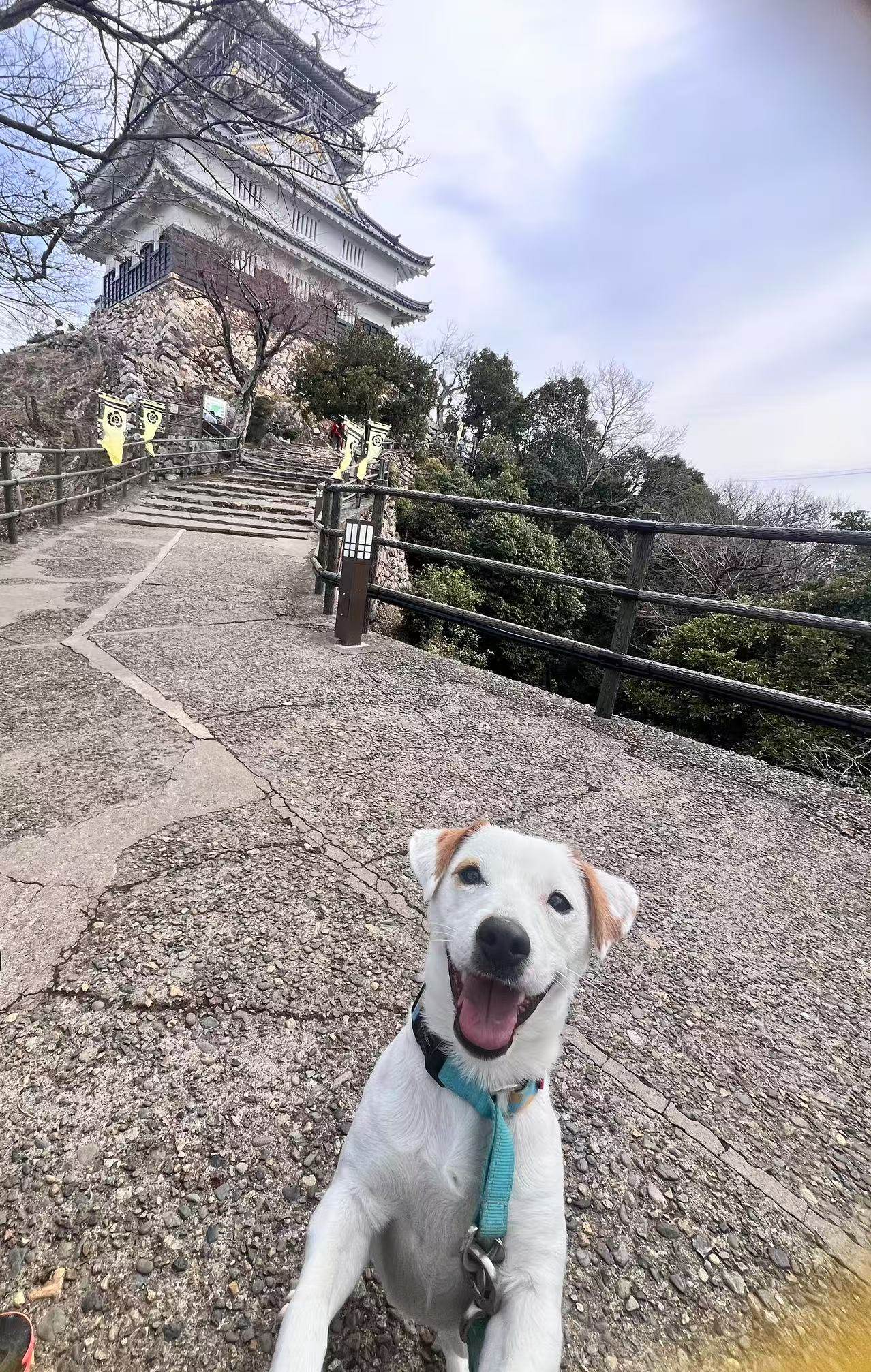ドド
