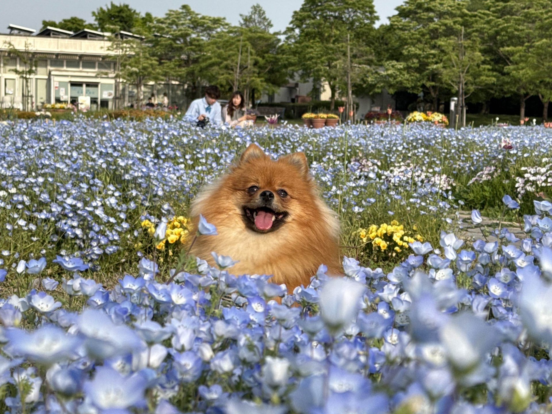 ニコ