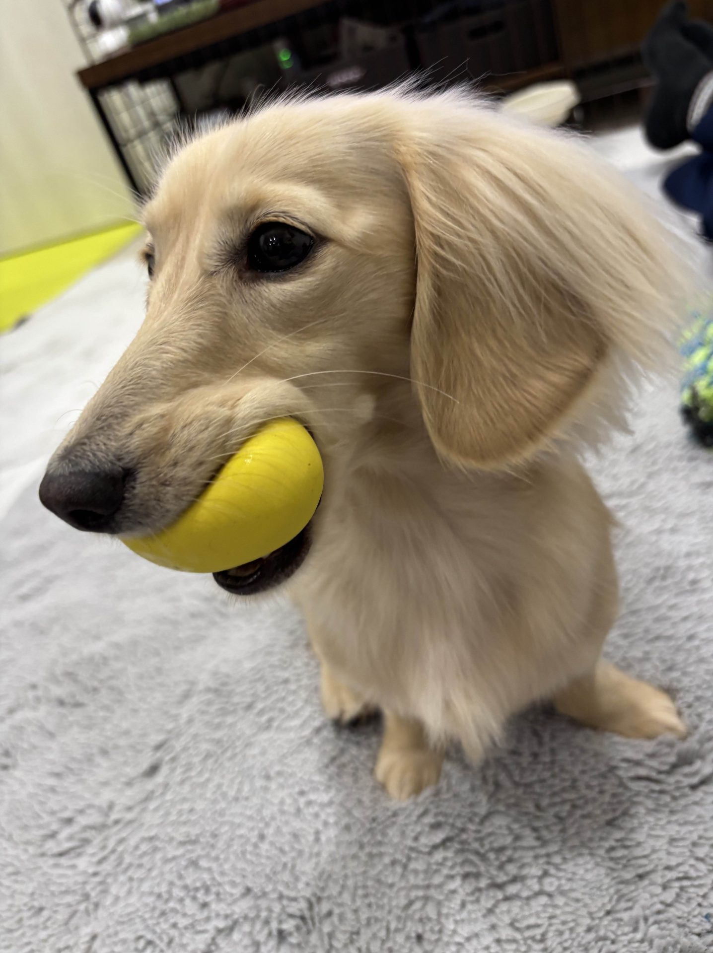 ニーナ