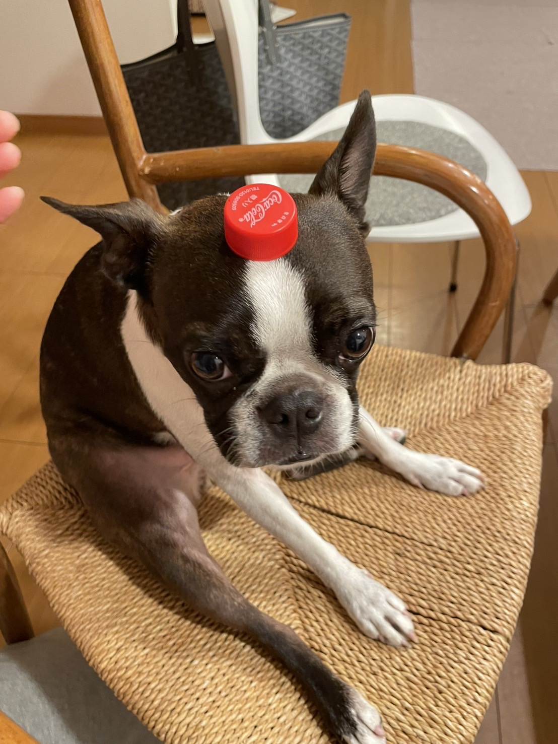 ノンタン
