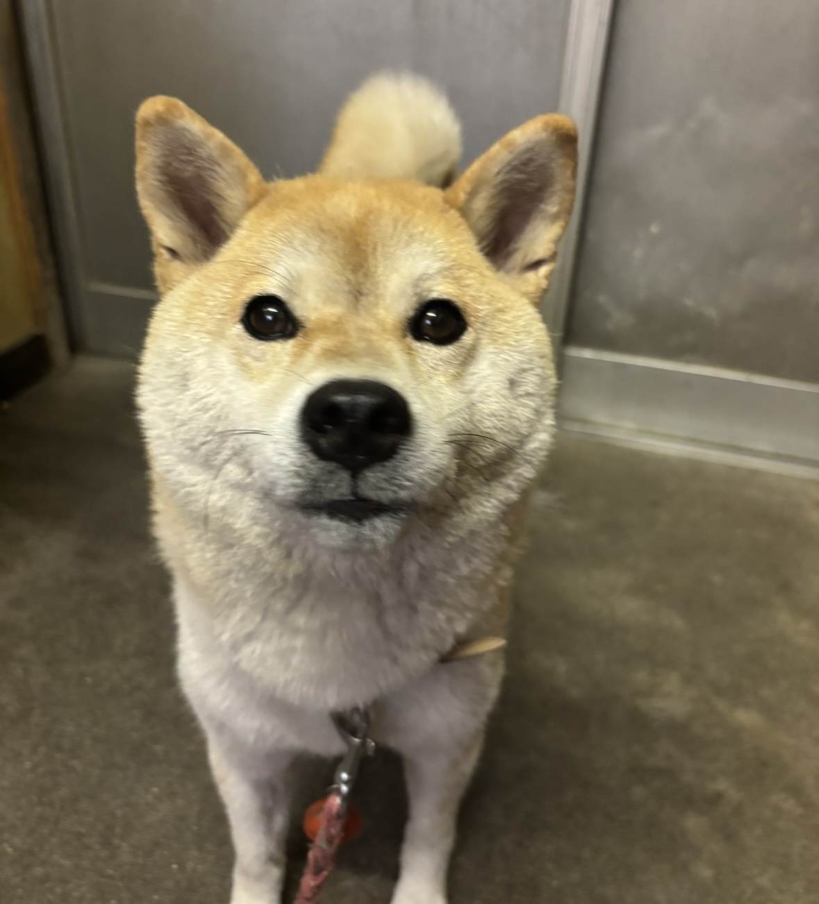 ハッピー
