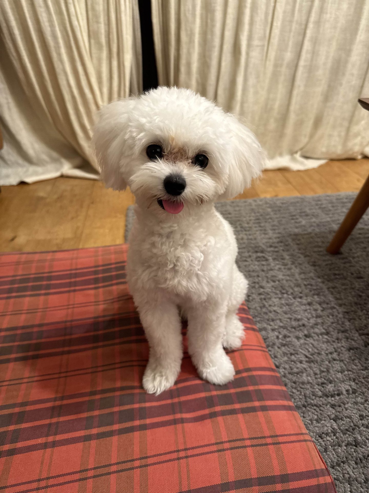 ヒン