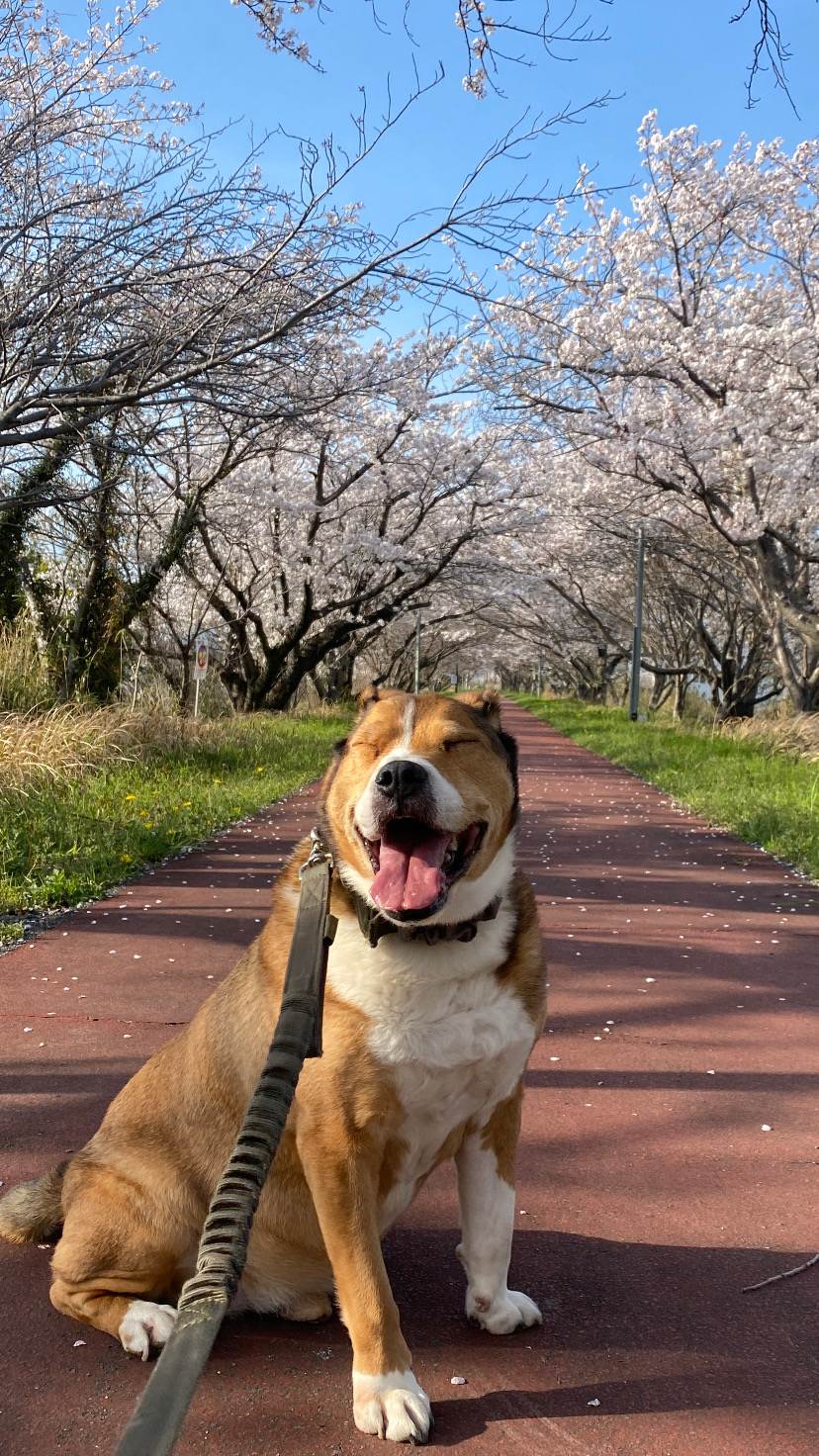 ブルック