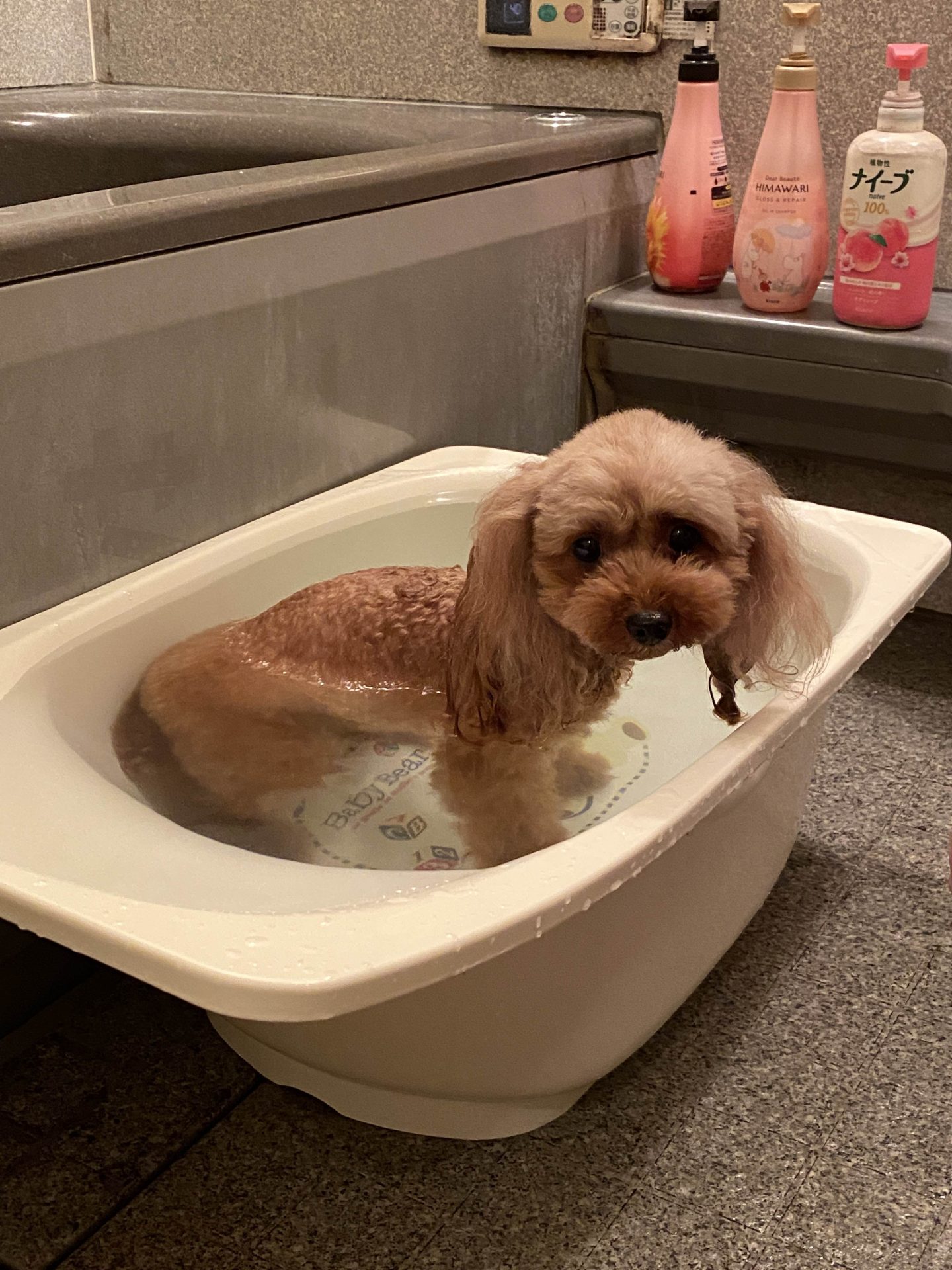 プリン