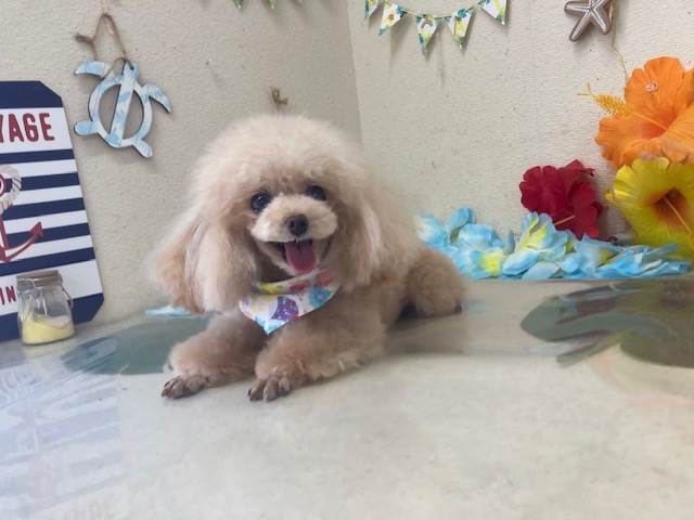 プリン