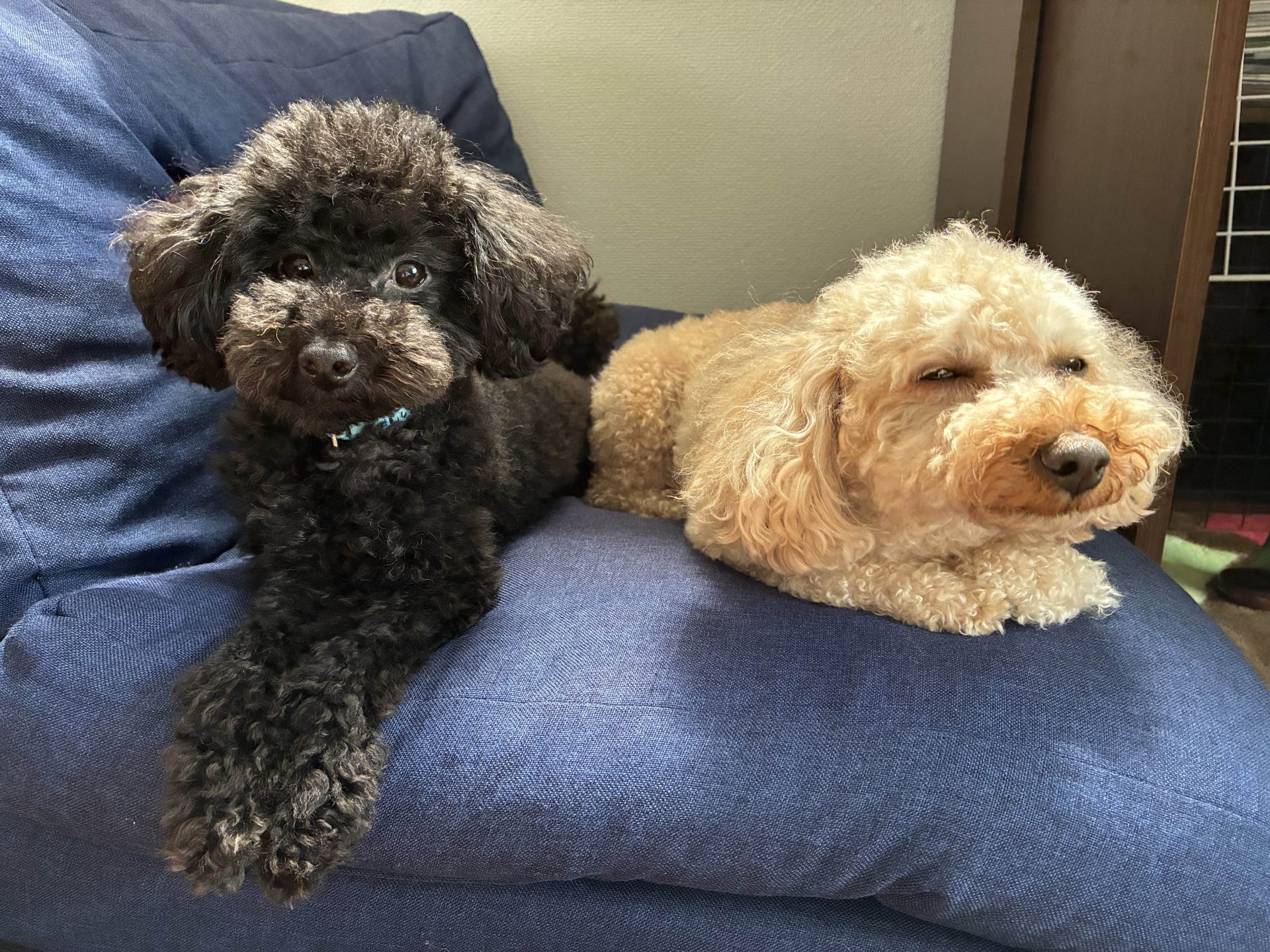 ペロン＆ウルス