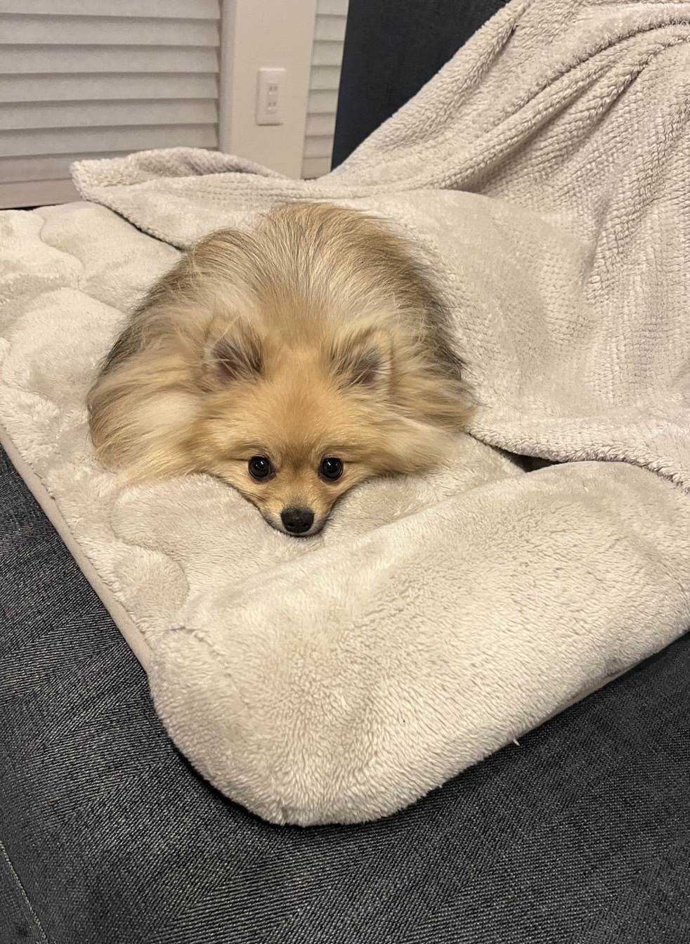 ポチ