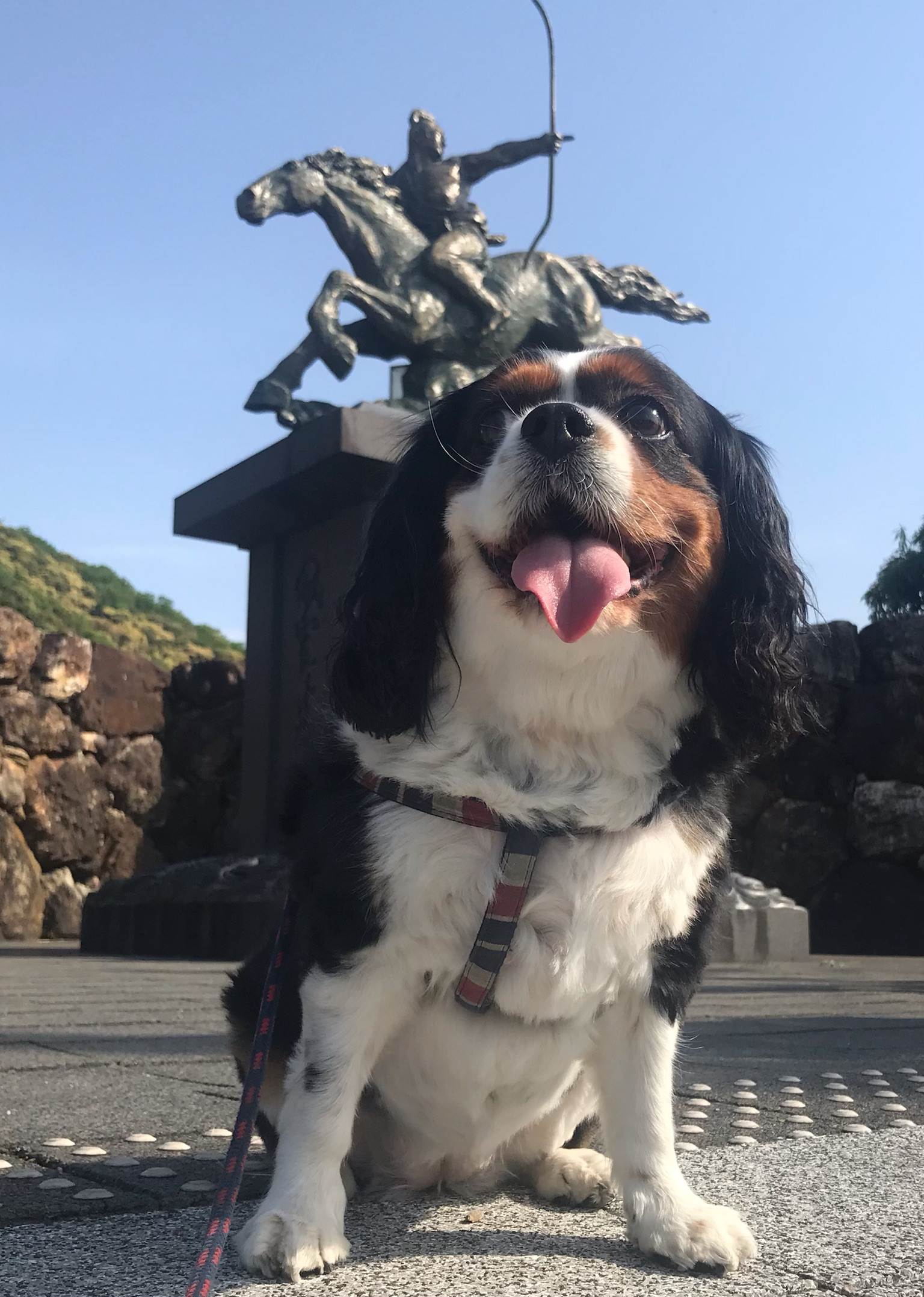ポロ