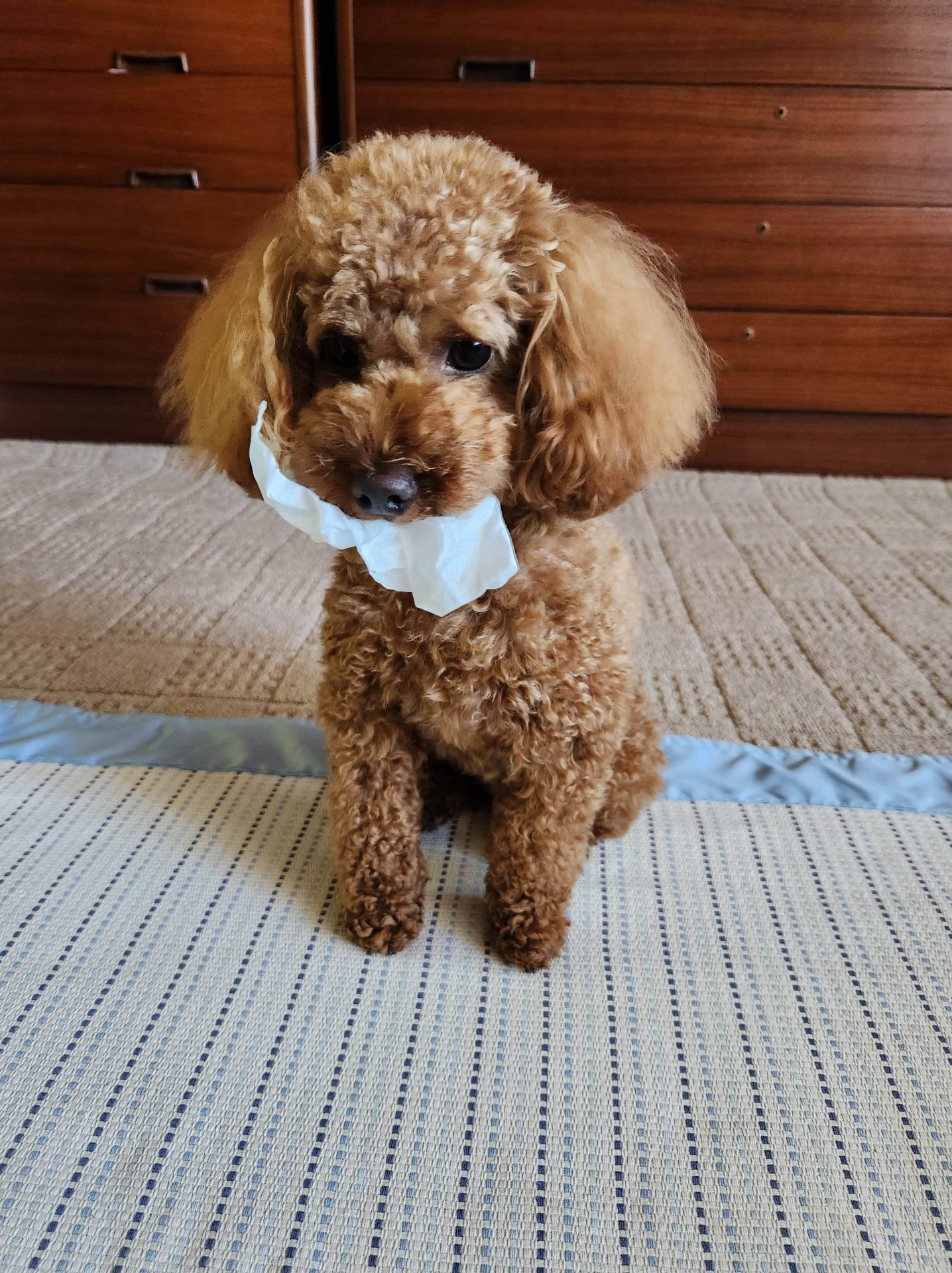 ポン太