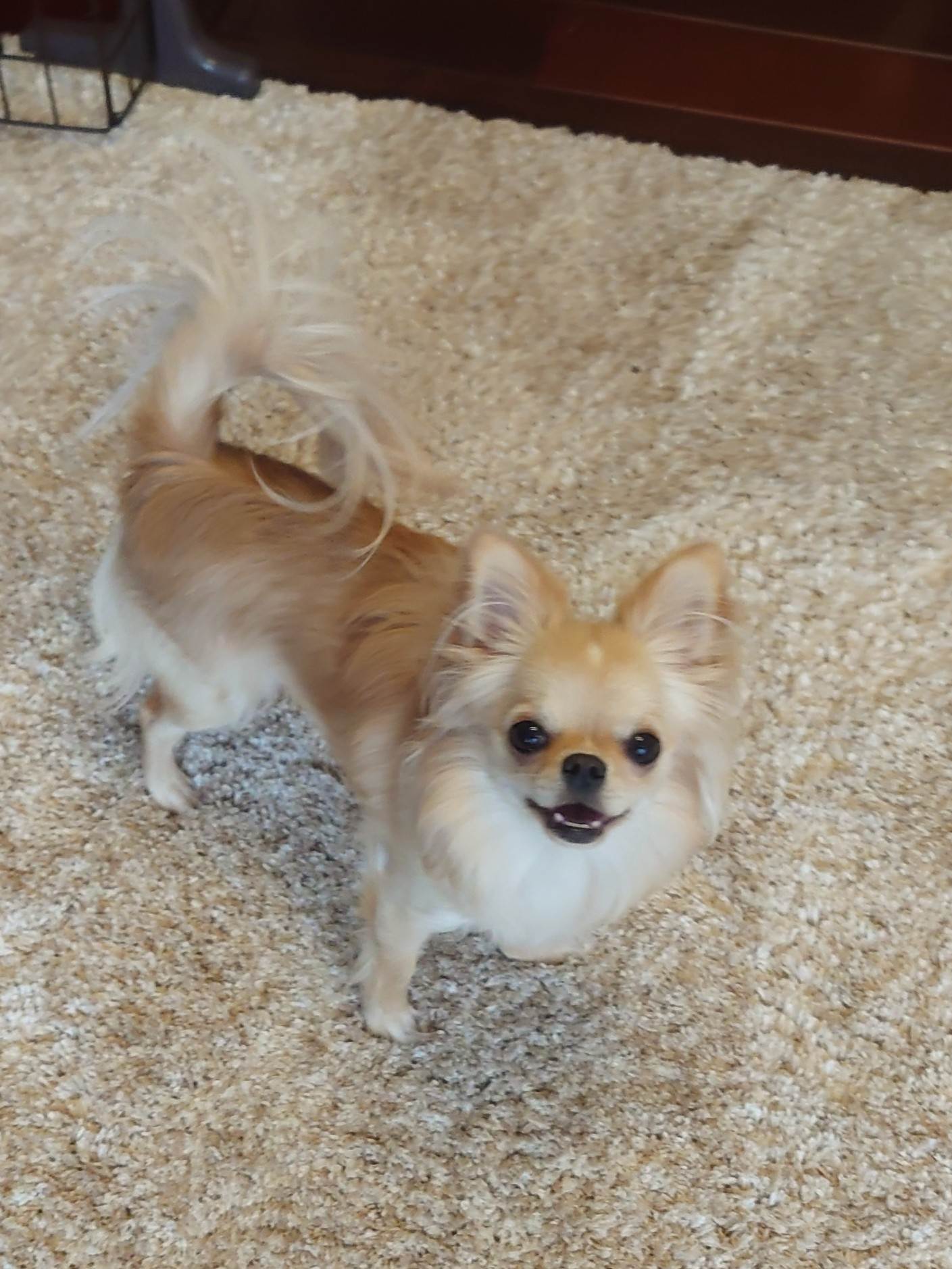 モカ