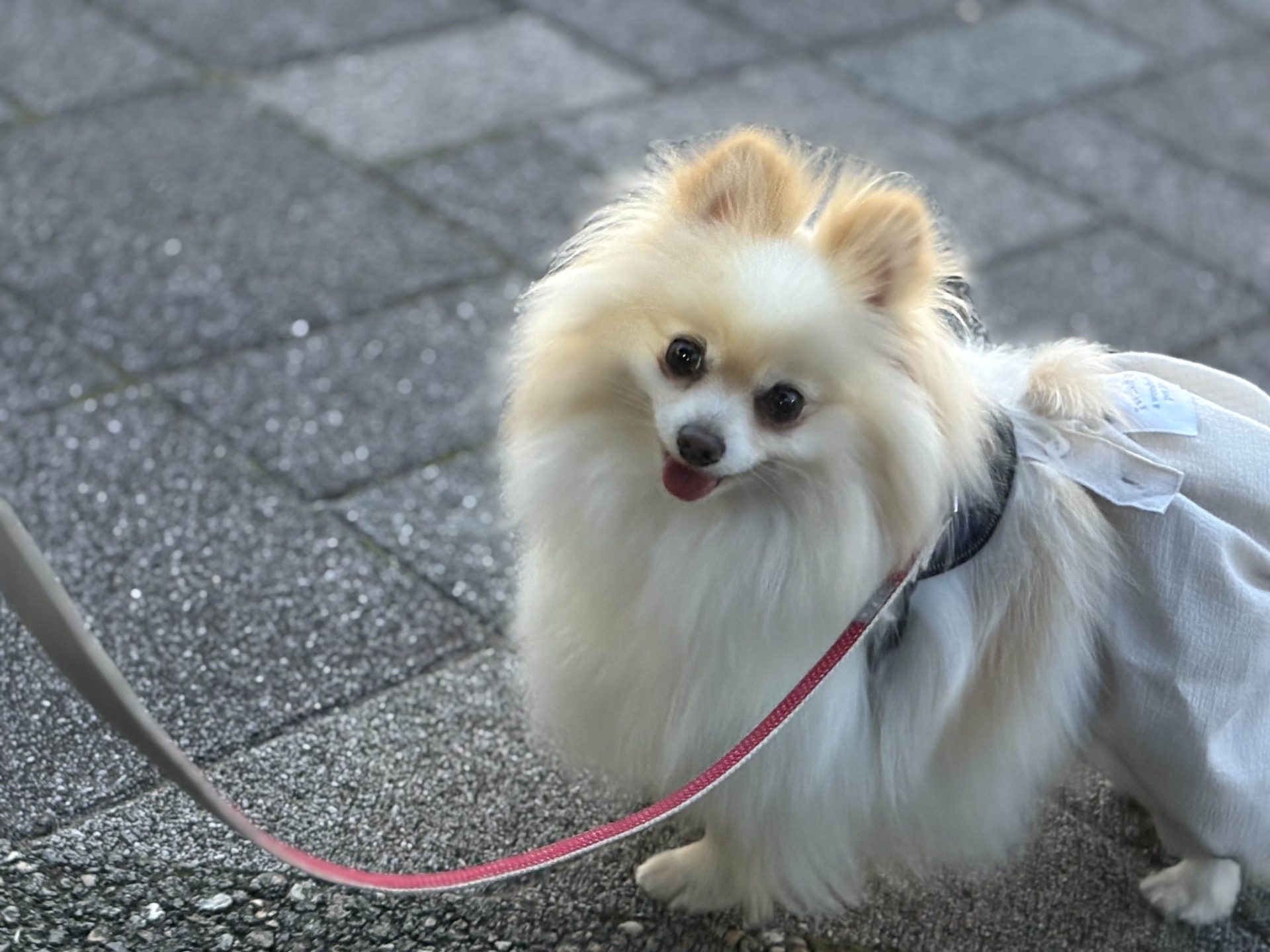 ラテ