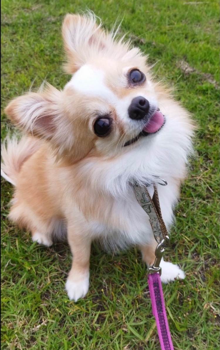 ラテ