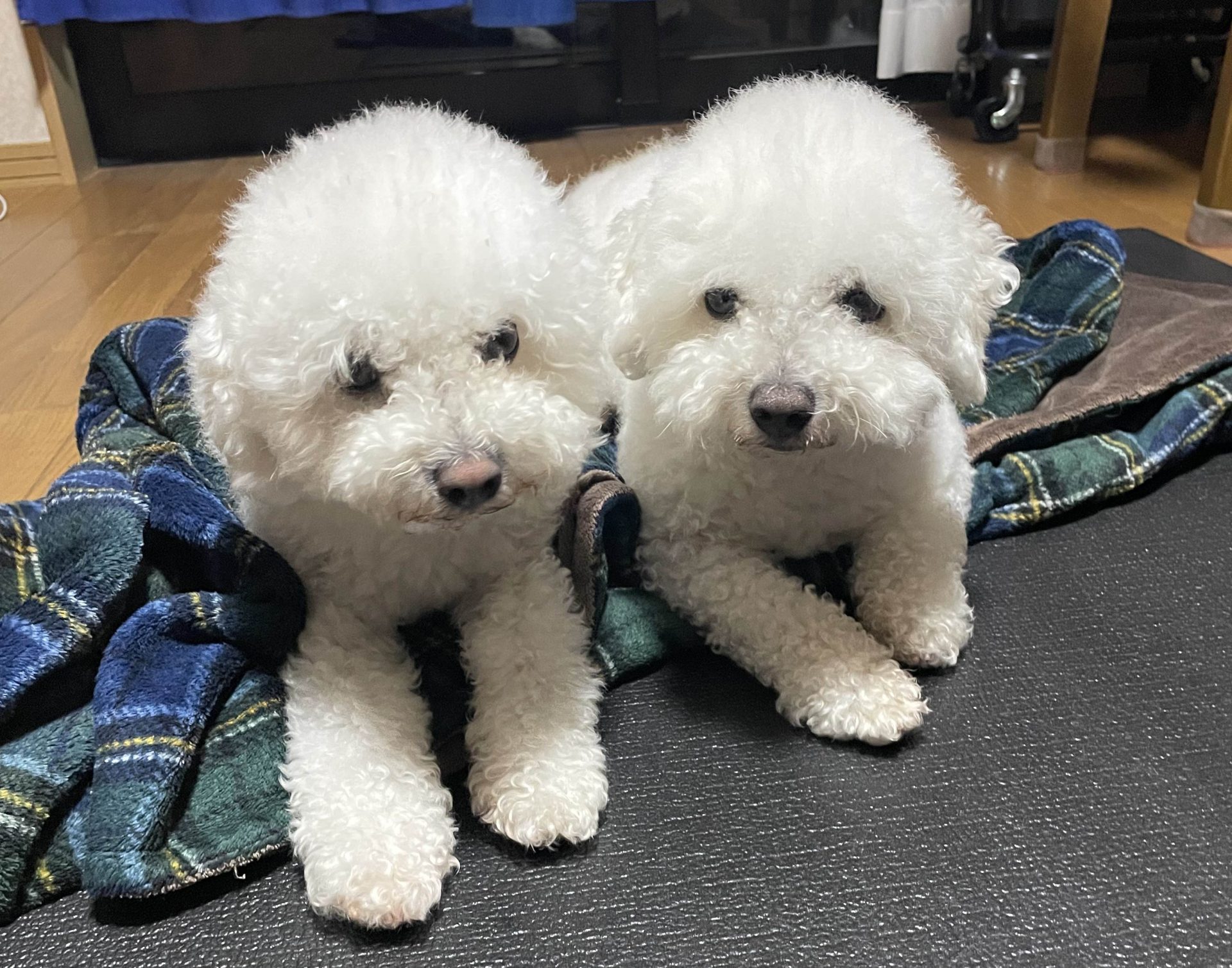 ルーキー＆ミルキー