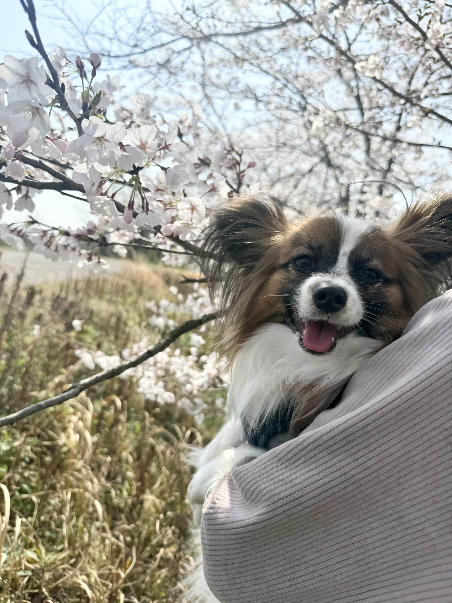 ロワ