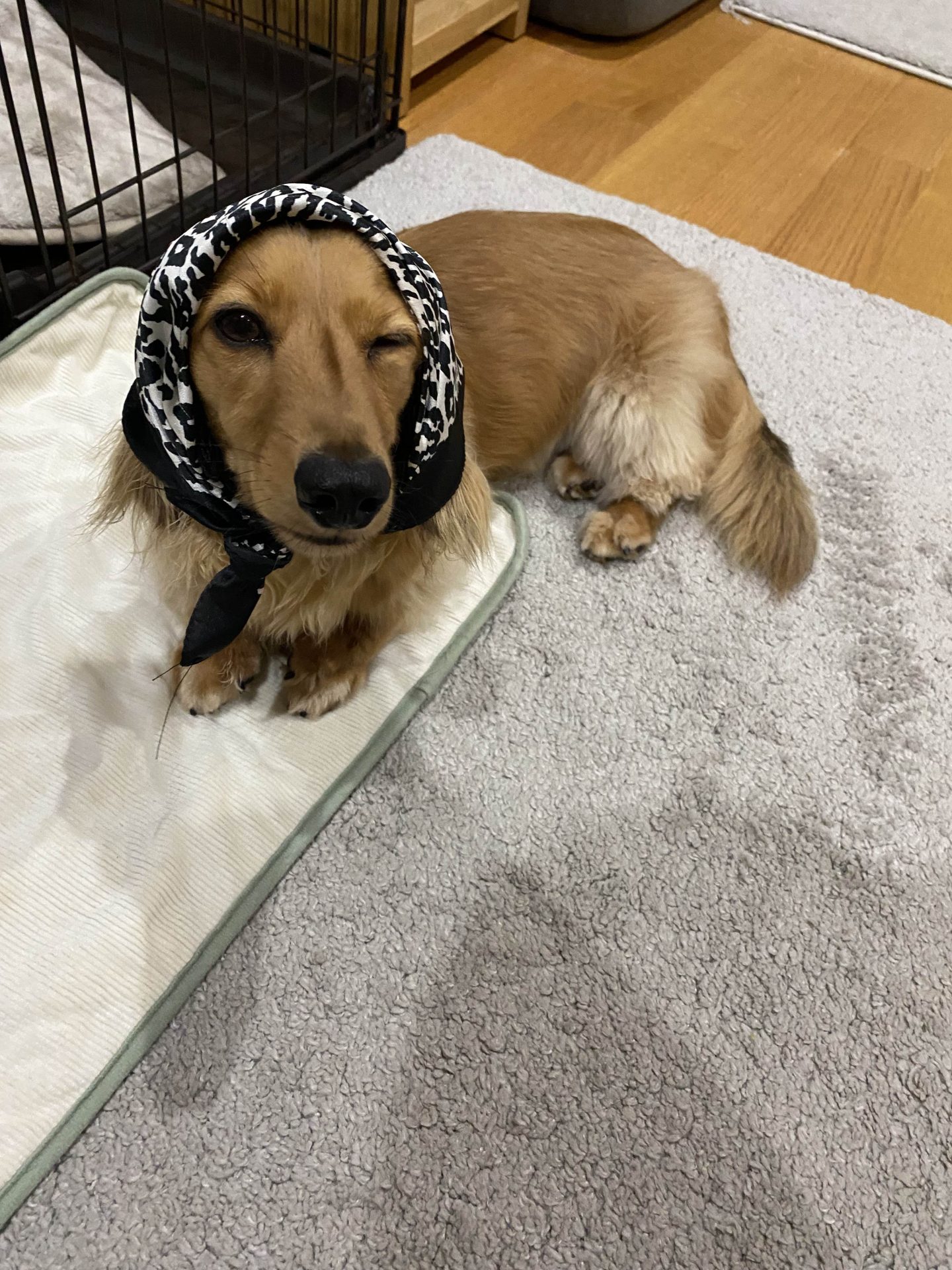 ロン 