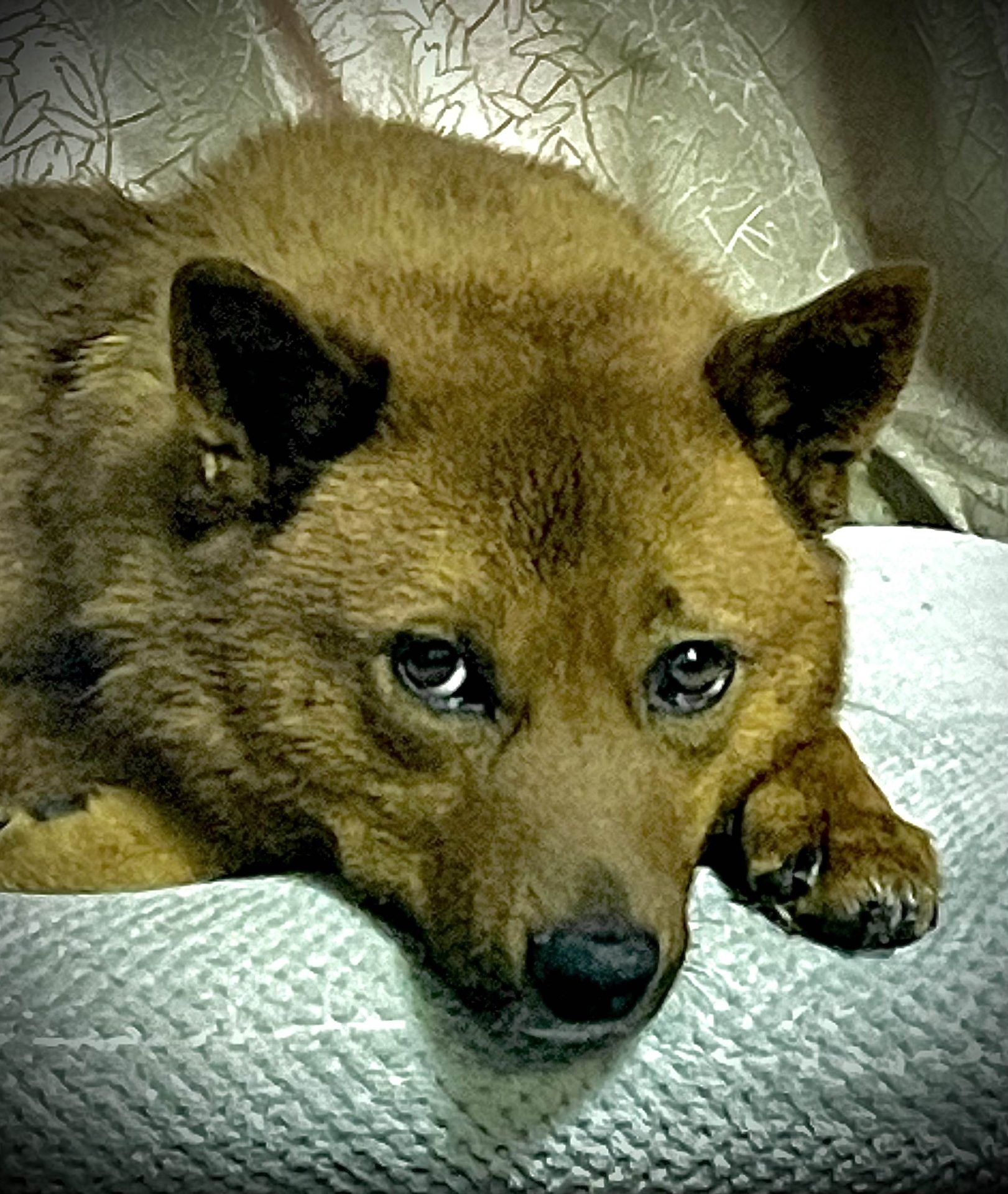 ワンちゃん
