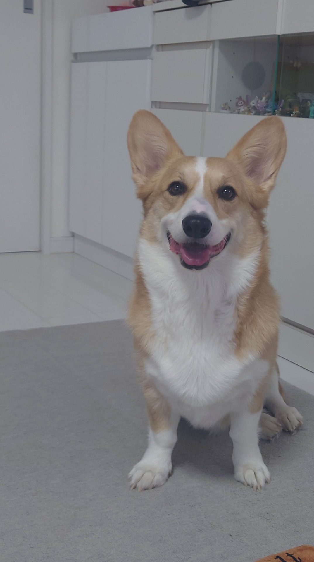 参丸