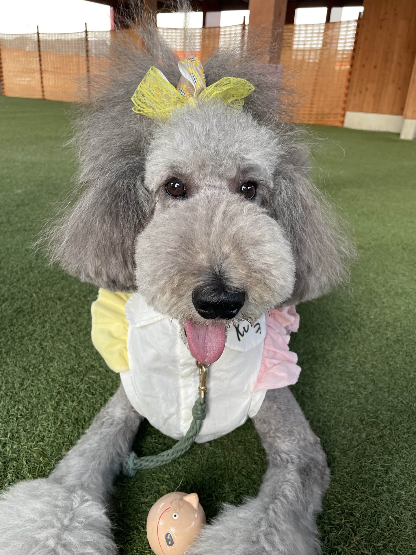 小麦