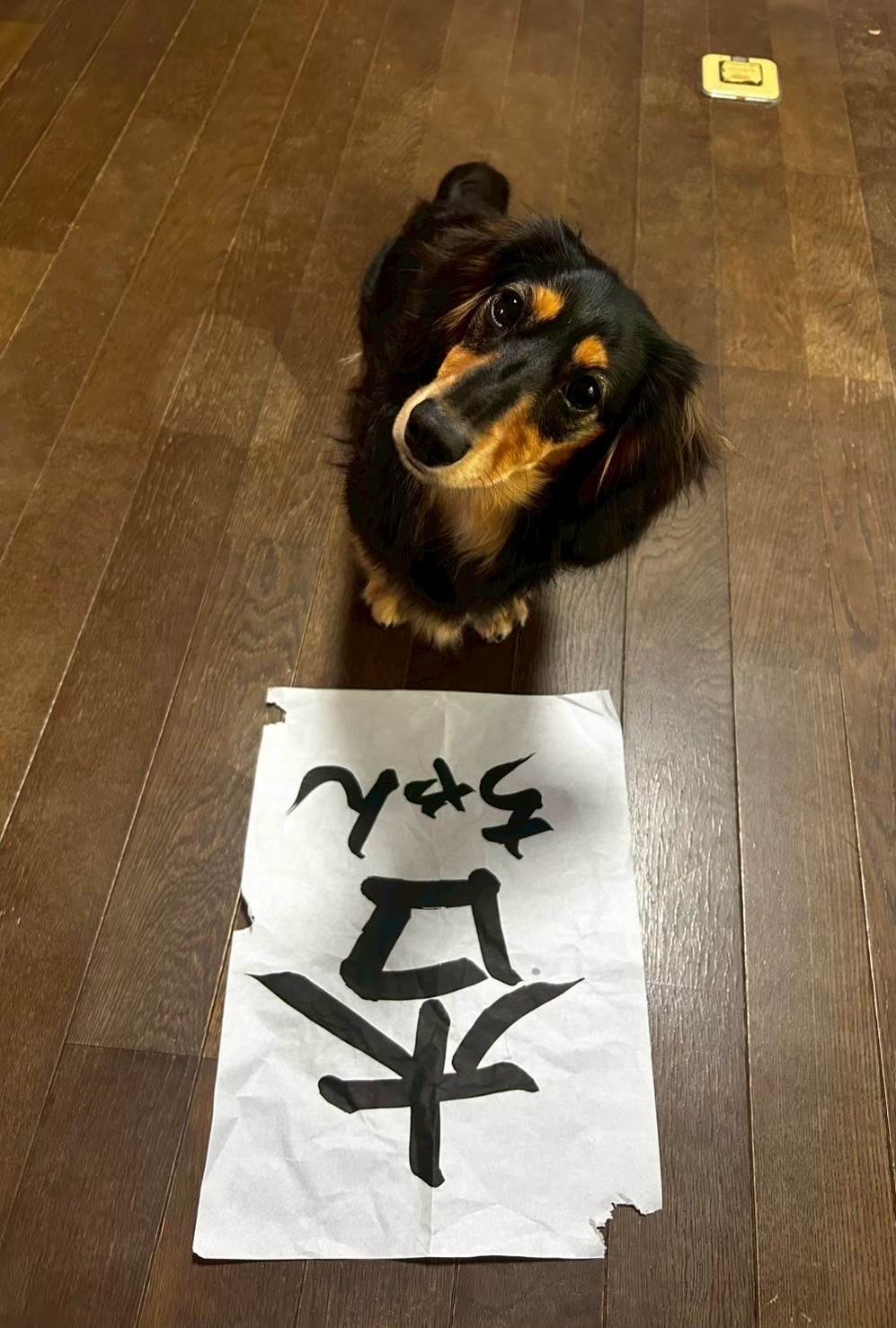 杏