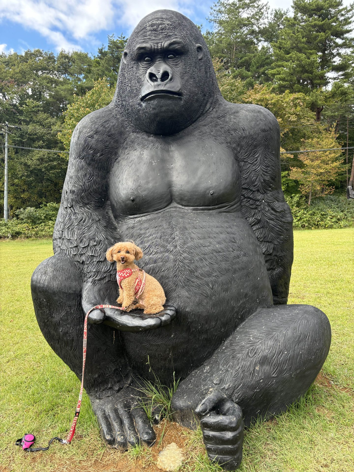 柚