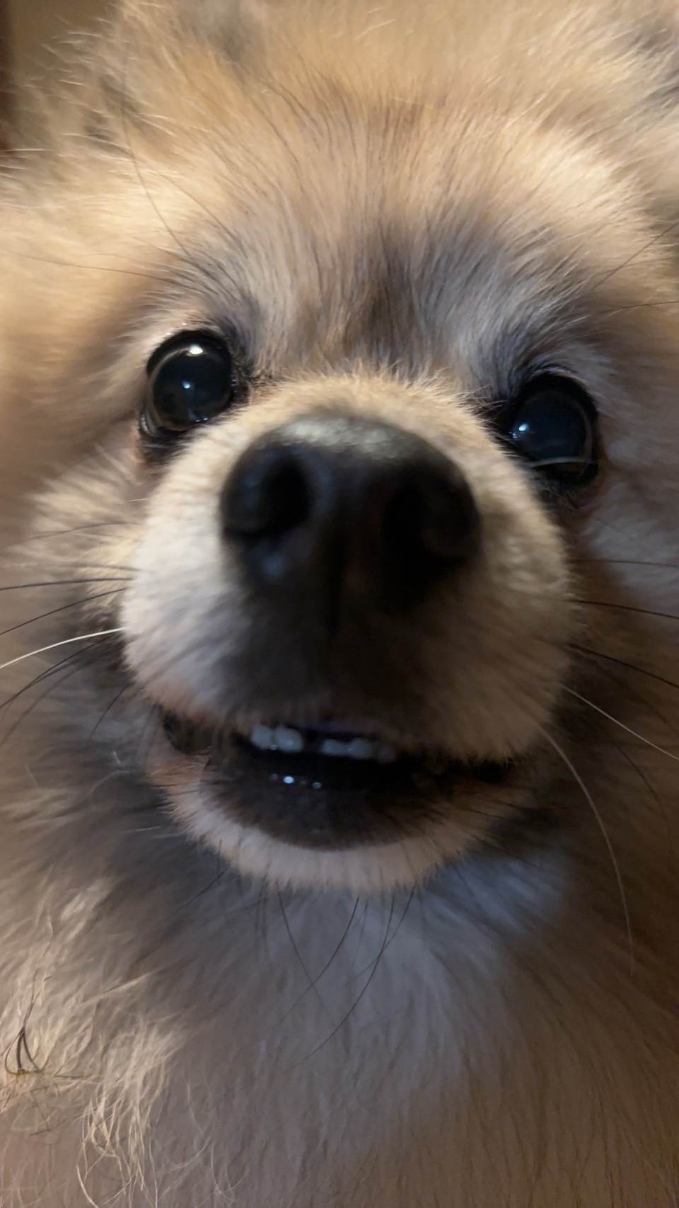 モカ