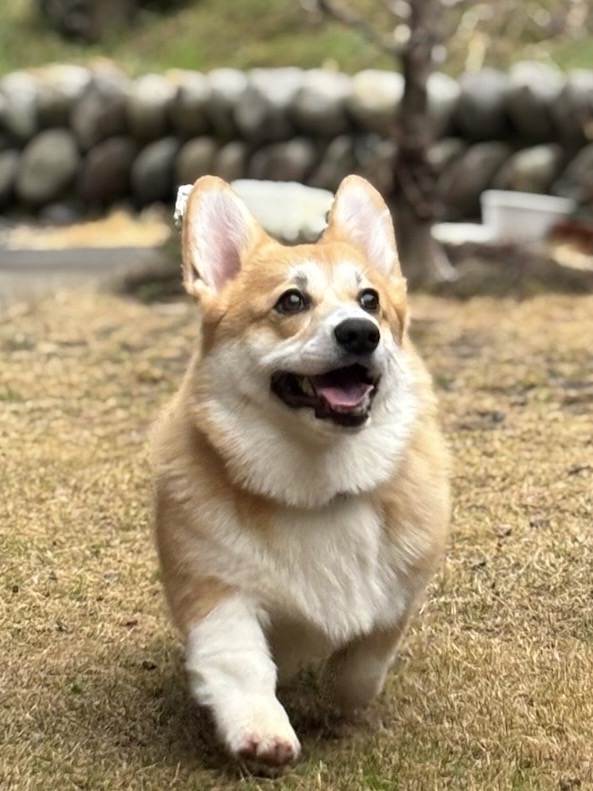 琥珀
