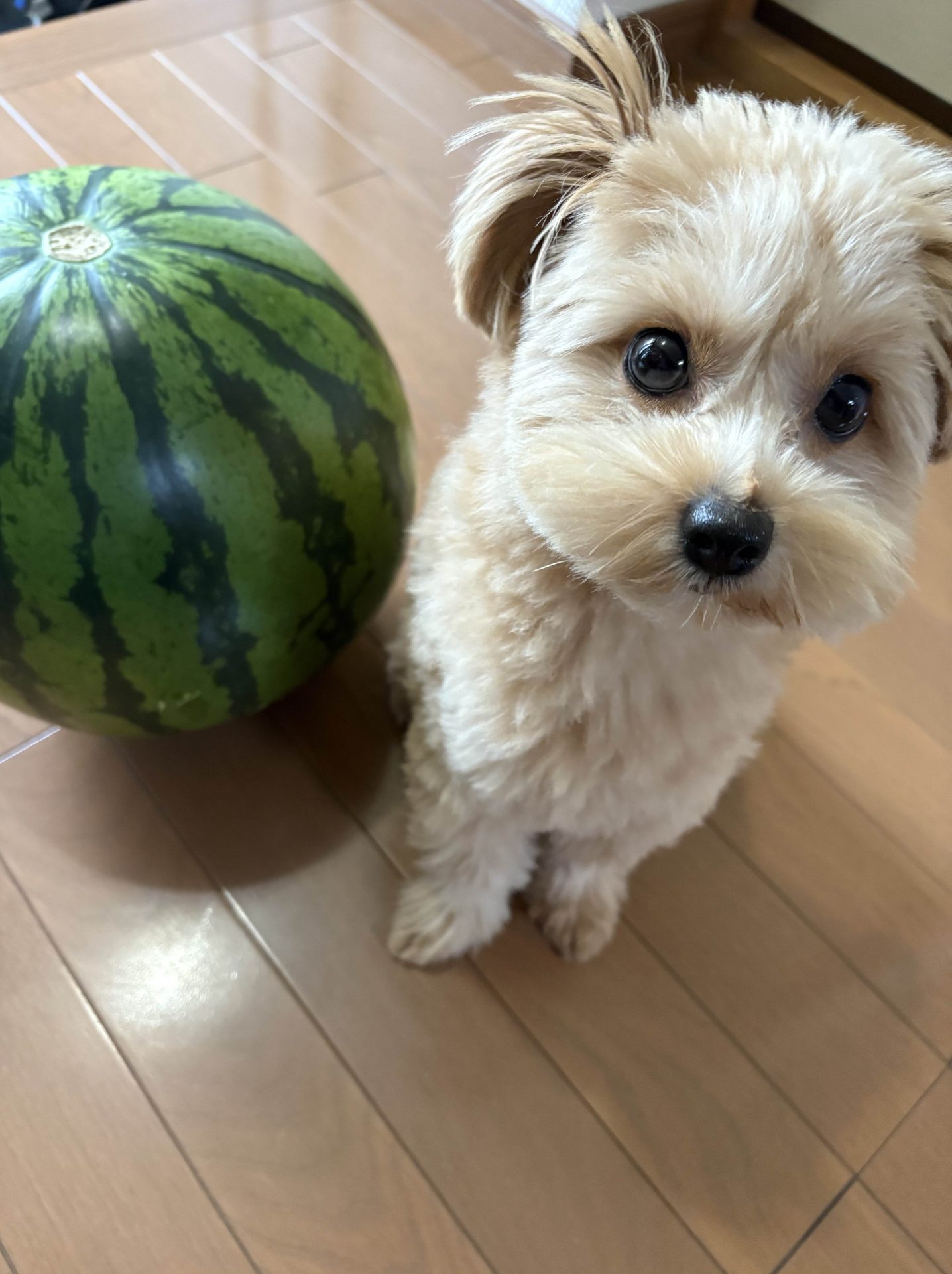 砂原ティラ