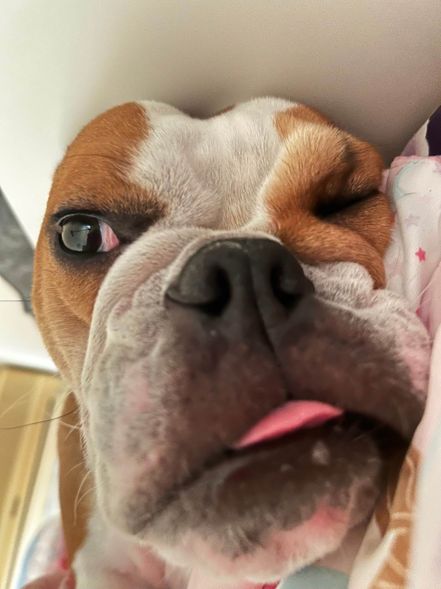 竹子