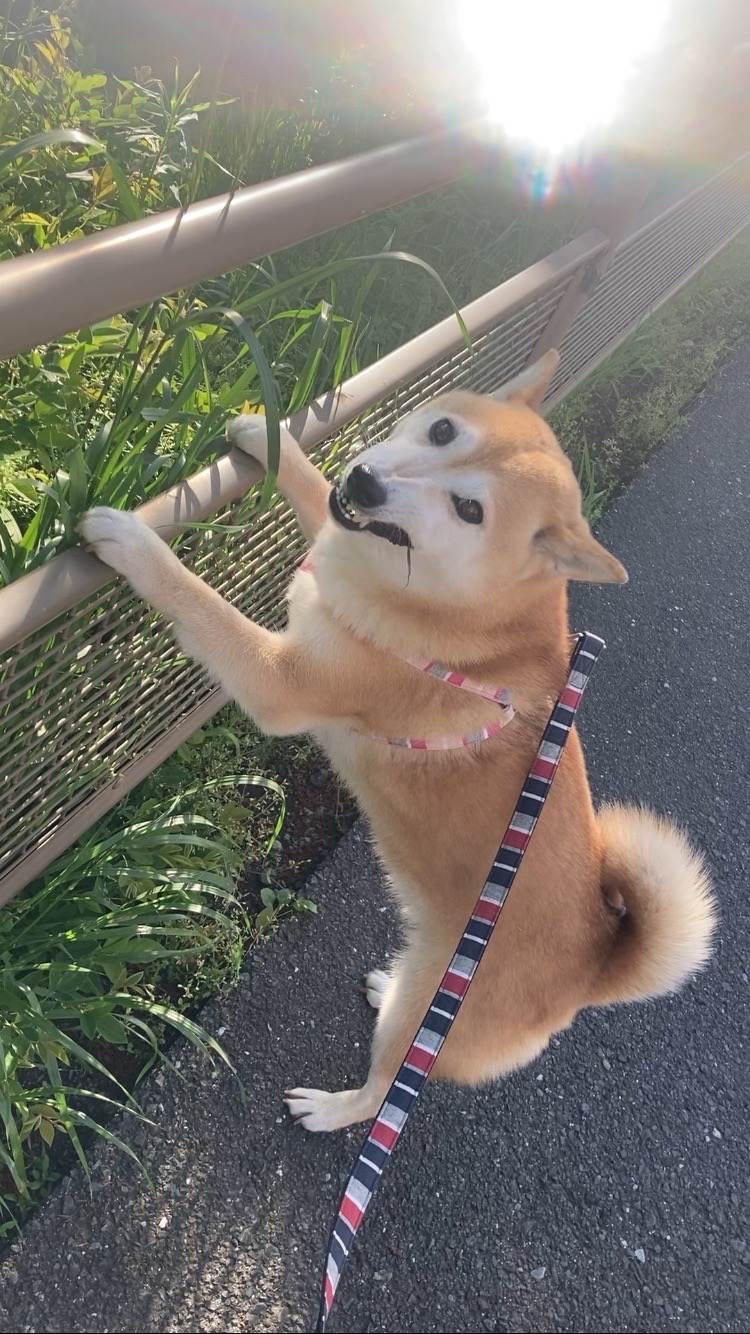 苺
