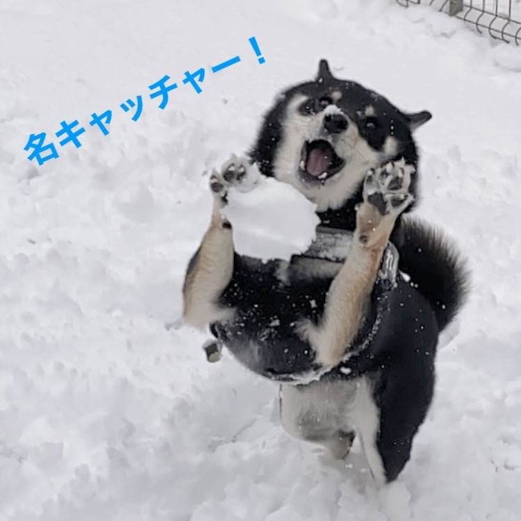 蓮華（れんげ）