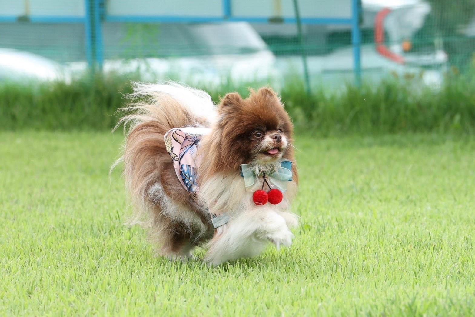 虎之介