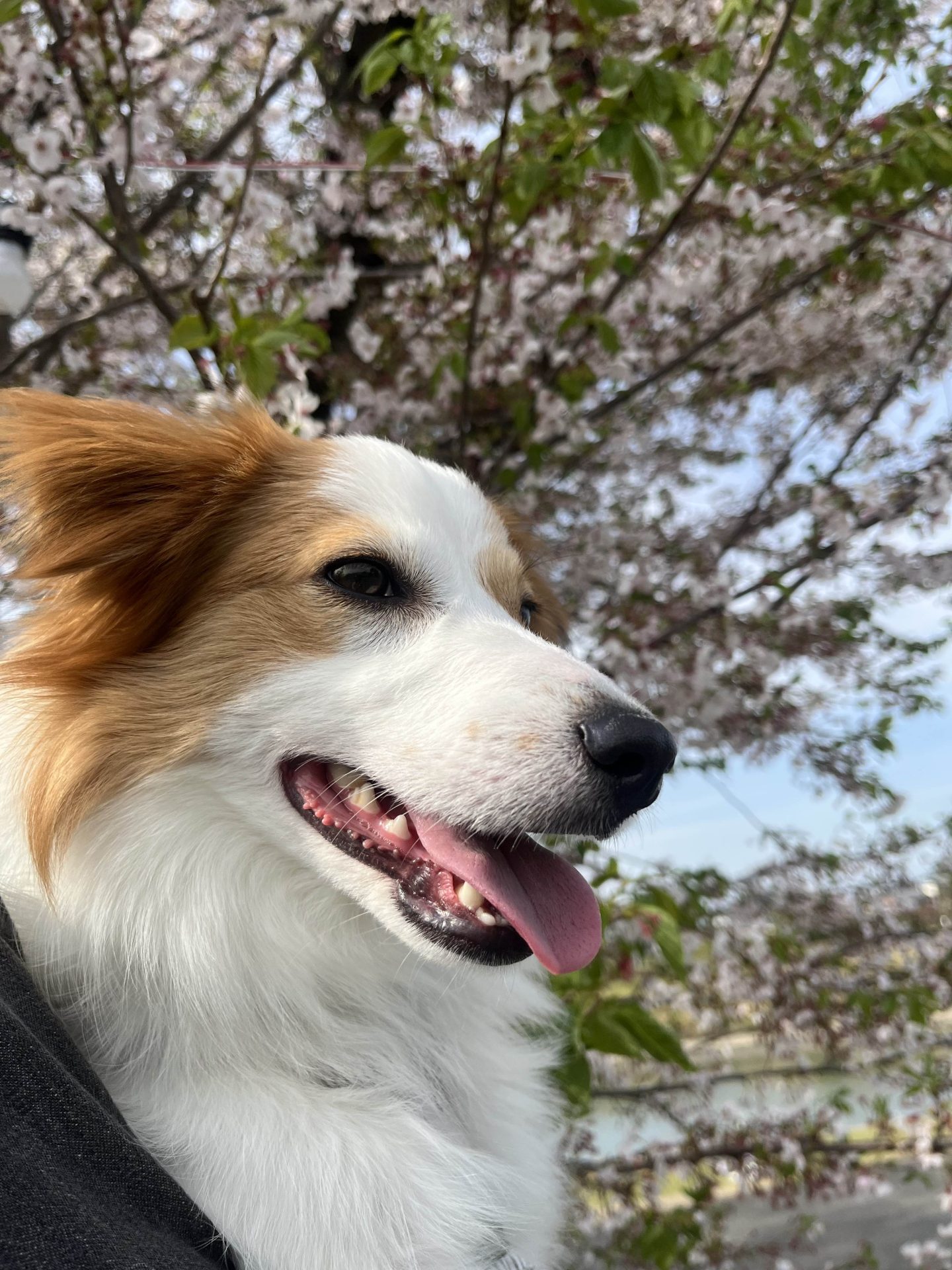 虎太朗