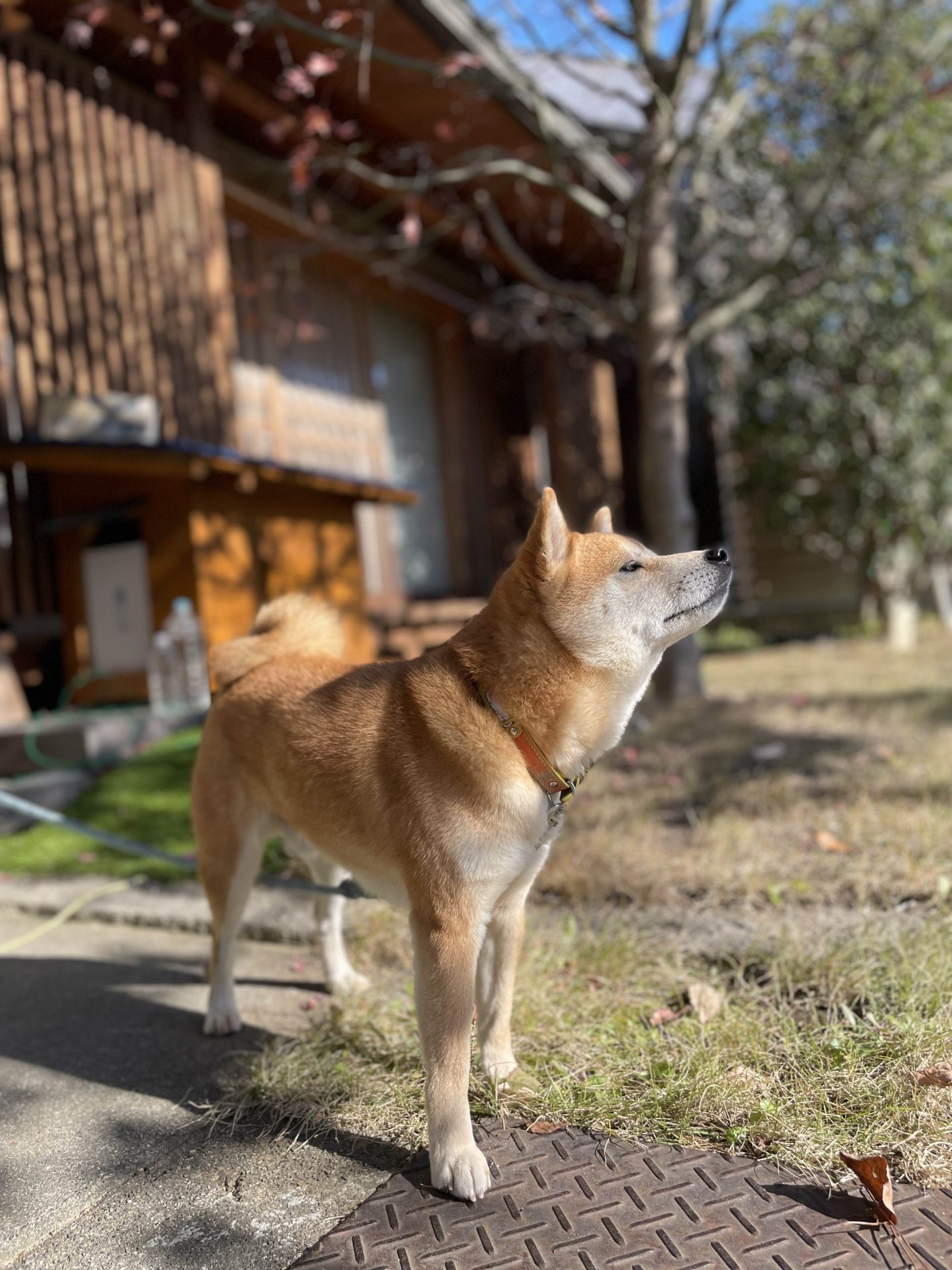 近藤とら