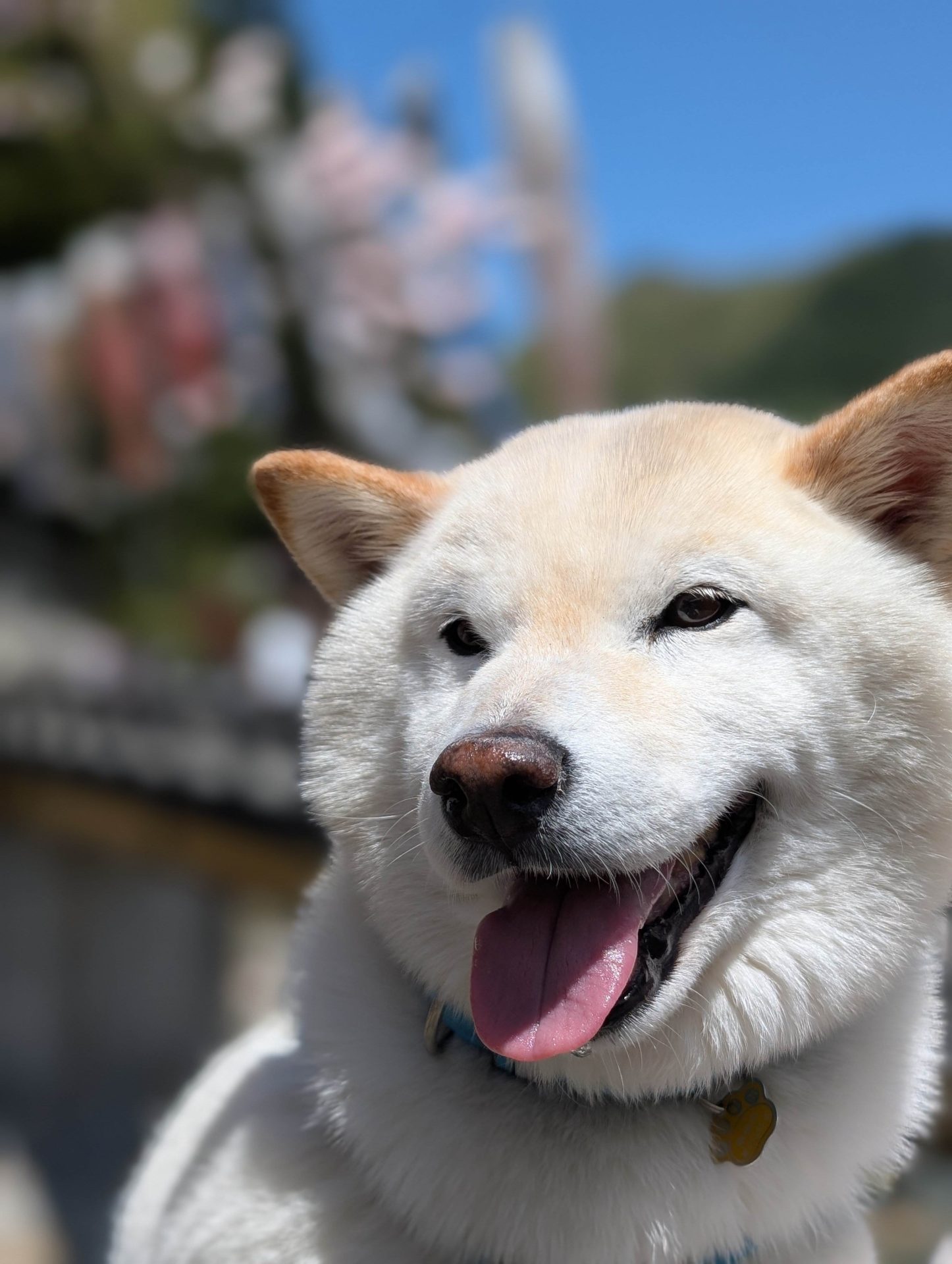 陸