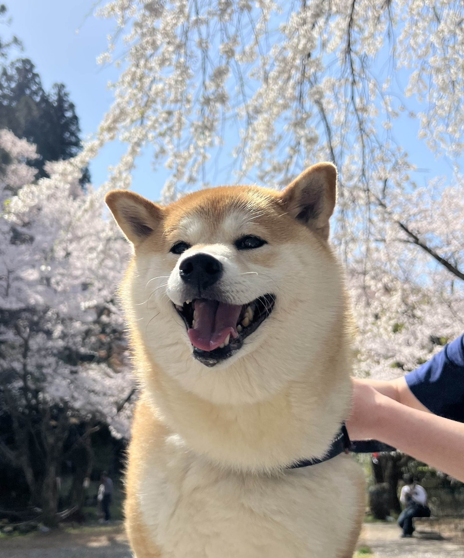 雛