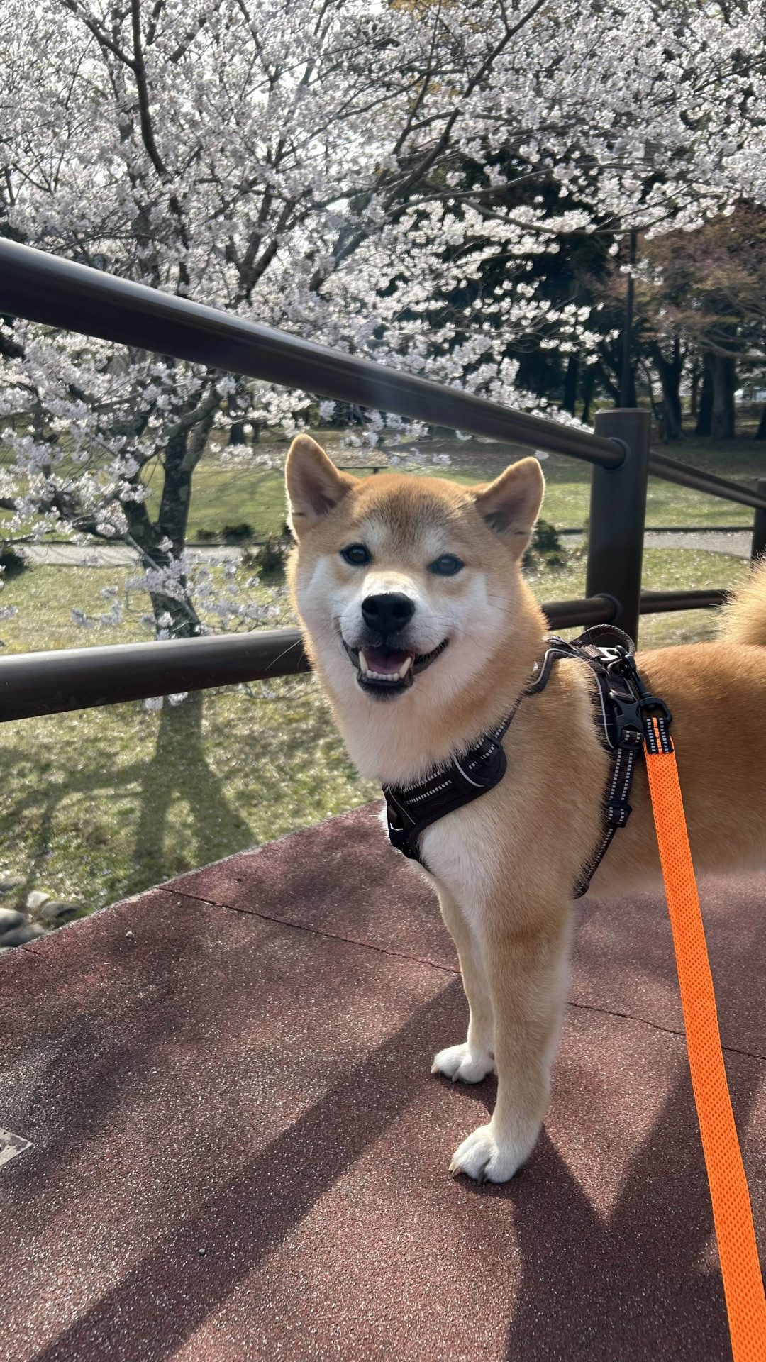 風太